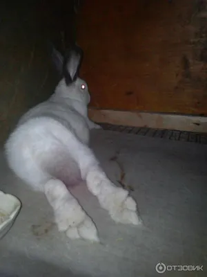 Карликовые кролики. 10 симпатичных пород | VMersine.com