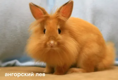 Лучшие породы кроликов | Советы от Фидлайф