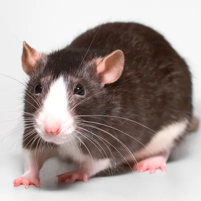 Домашние крысы: содержание, уход и питание декоративной крысы - Грызуны  обзор на Gomeovet