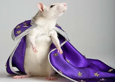 Жилье для декоративной крысы — Ветклиника «Центр»