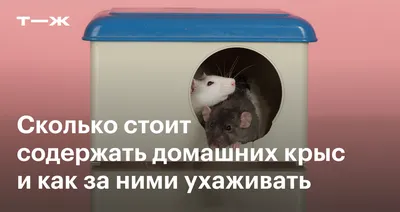 Вот ведь Крыса! | Главное#