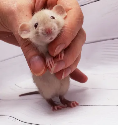 Декоративная Крыса Дамбо : содержание и уход, кормление и запрещенные  продукты - Мир домашних животных