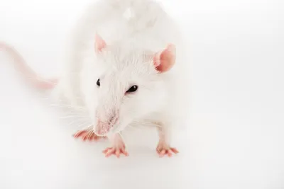 Самые умные породы крыс - фото