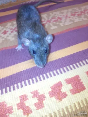 Как ухаживать за крысой дома, и чем они могут быть опасны для человека —  ТСН 24