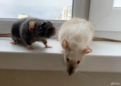 Декоративная крыса - «Самые умные грызуны или Стоит ли заводить крысу» |  отзывы