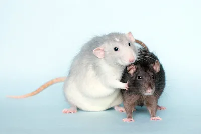 Крыса манкс (без хвоста): описание разновидности крыс по типу телосложения