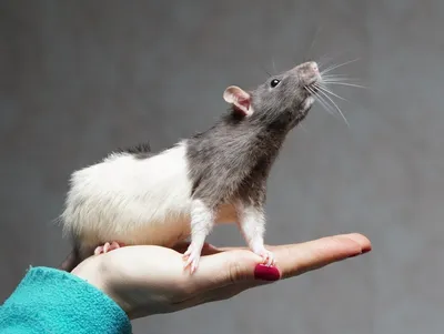 Крысы породы дамбо купить в Ялте | Животные и зоотовары | Авито