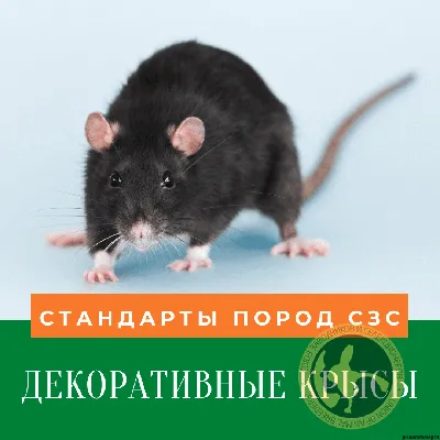 Декоративные крысы порода Дамбо, папа привезён: Договорная ᐈ Крысы | Бишкек  | 101063339 ➤ lalafo.kg