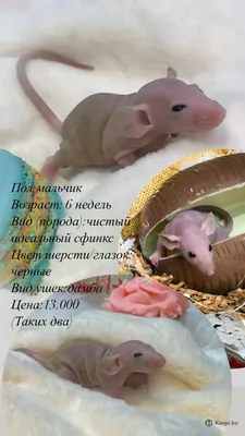 Крыса породы \"Дамбо\" – купить в Ставрополе, бесплатно, продано 28 февраля  2021 – Грызуны