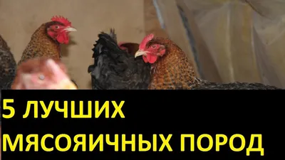 Выбор и сравнение пород кур. Часть II (мясояичные породы) | ВКонтакте