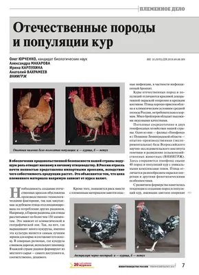 Мясо-яичные породы кур: породы, описание и характеристики