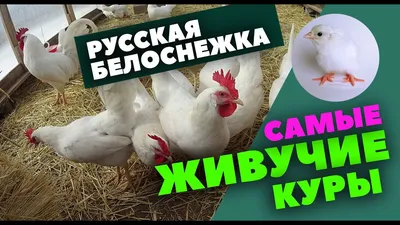 Лучшие куры для дома – породы несушки и на мясо