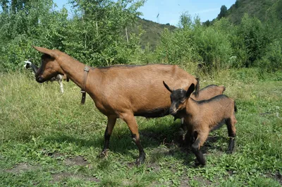 Зааненская коза, конституция.