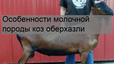 Смоленский КХП - Русская белая коза 🐐 Это порода... | Facebook