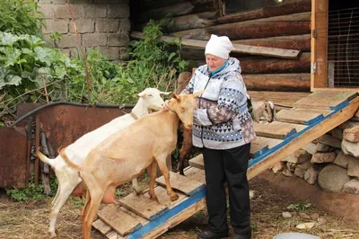 Зааненская порода - Купить Зааненская порода, zaanen zoti, echki, Козы  продукт произведенный в Узбекистан - Aslbazar.com