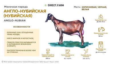 Федеральная сеть обмена знаниями и технологиями в сельском хозяйстве |  Республика Бурятия | Разведение молочных коз