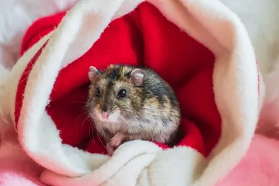 Мужчина из Польши разводит породистых мышей и делится их фотографиями |  Пикабу