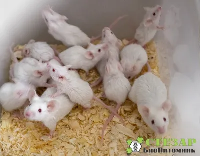 Про животных: мыши | Животные | WB Guru