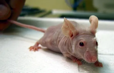 Мыши с геном агути • Вера Мухина • Научная картинка дня на «Элементах» •  Генетика, Биология