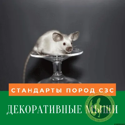 Порода декоративных мышей-рексов (или астрексов) имеет волнистую шерсть с  плотными завитками, распределёнными по всему.. | ВКонтакте