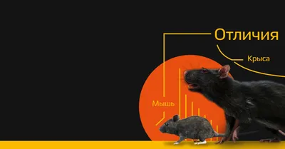 Одолели мыши и крысы? 8 пород настоящих кошек-крысоловов, которые уничтожат  грызунов