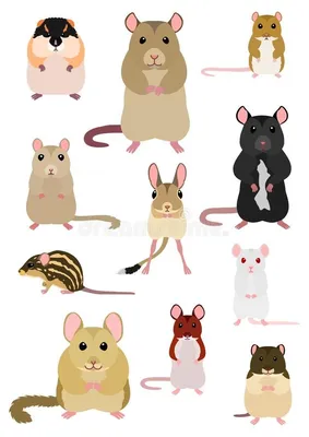 Собрание различных пород мышей и крыс иллюстрация вектора | Иллюстрации,  Логотип в виде животного, Рисунки персонажей