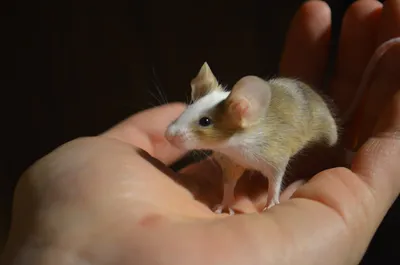 Без рейтинга. Кто знает, что это за порода мышей? | Пикабу