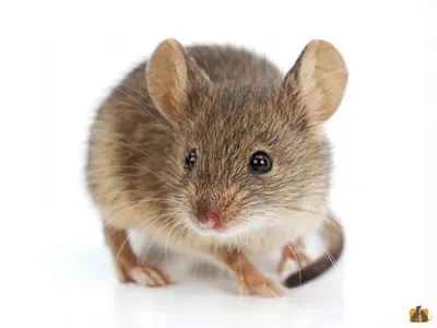 Мышь иглистая | MasterZoo