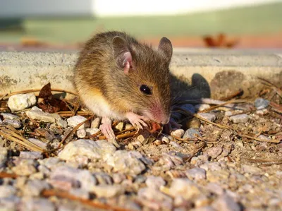 Сатиновая мышь - 72 фото