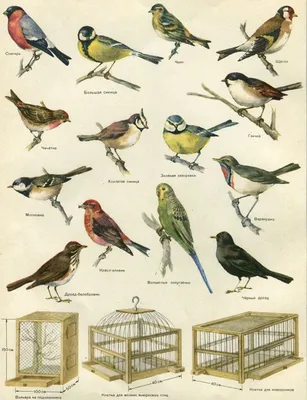 Породы птиц фото фото