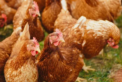 Центр Агроаналитики» составил топ самых необычных пород кур | Ветеринария и  жизнь