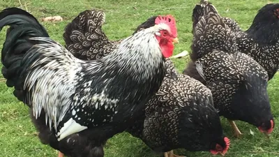 Мясные породы куриц - Советы и особенности | «Электропастух»