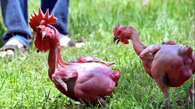 Иокогама (порода кур) — Википедия