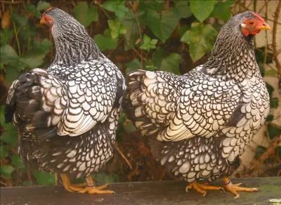 Мясные породы куриц - Советы и особенности | «Электропастух»