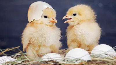 Центр Агроаналитики» составил топ самых необычных пород кур | Ветеринария и  жизнь