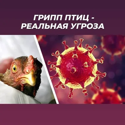Профилактика гриппа птиц — ЯРКОВО • МЕДИА
