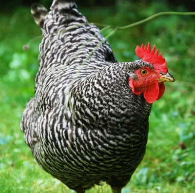 5 самых дружелюбных пород кур для влюбленных в птицеводство — АгроXXI