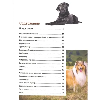 Породы собак: фото, названия и описание — ProPlan.ru