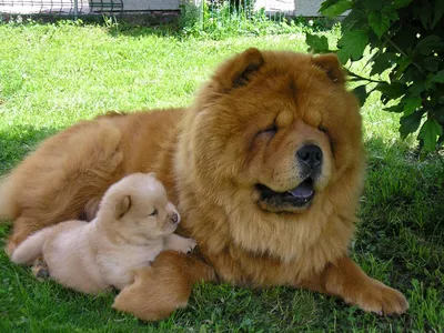Имена для собак «мальчиков»: красивые, модные клички для щенков | Royal  Canin