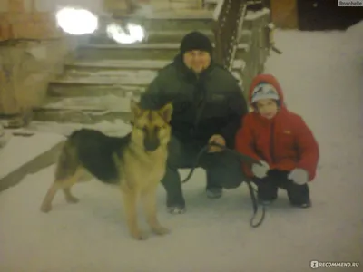 Топ 15 Самых популярных в мире пород собак | Не забудь подписаться | Дзен