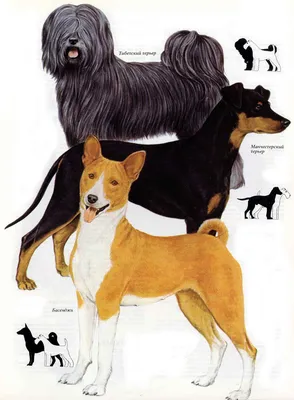 Ваша собака. Практическое руководство по выбору и уходу за собакой [Джоан  Палмер] (fb2) читать онлайн | КулЛиб электронная библиотека
