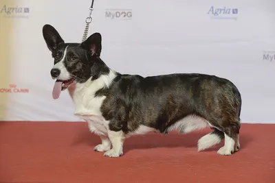 Красивые клички для 🐕 собак мальчиков - Гульдог