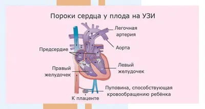 Какие патологии и пороки развития плода выявляет УЗИ на ранних сроках