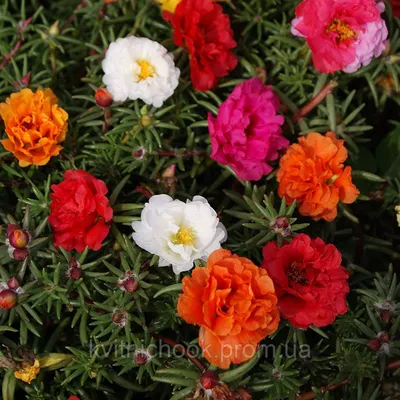 Портулак махровый (portulaca grandiflora morning sun mix) рассада в горшке  8см (ID#1386123240), цена: 49.70 ₴, купить на Prom.ua