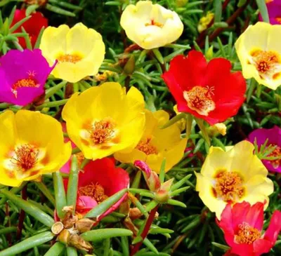 Портулак (Portulaca) ампельный в кашпо — Рассада цветов и овощей.