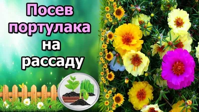 Портулак: продажа, цена в Астане. Рассада и саженцы цветов от \"ИП Ахметов  К.О.\" - 6741682