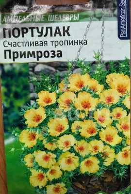 Портулак крупноцветковый: пошаговое руководство – сеем, пикируем,  высаживаем! | Флористикс Инфо | Дзен