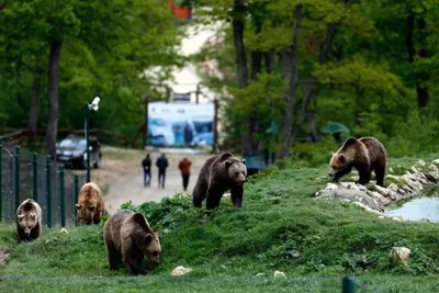 Бурые медведи стали регулярно нападать на жителей Словакии