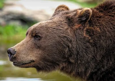 Медведь бежал по деревне под Минском. Люди осудили снявшего это на видео