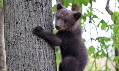 В ХМАО голодный медведь отнимал у 19 пожарных оладьи и консервы по ночам :  Общество : Live24.ru